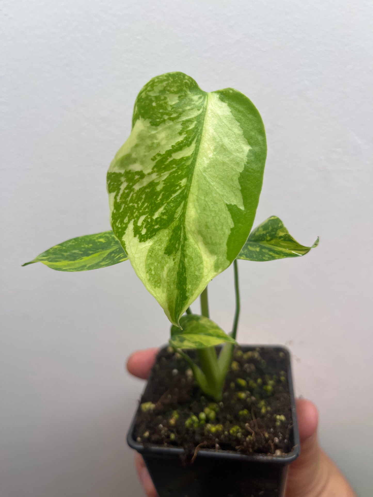 Monstera Deliciosa Electrolyte #2