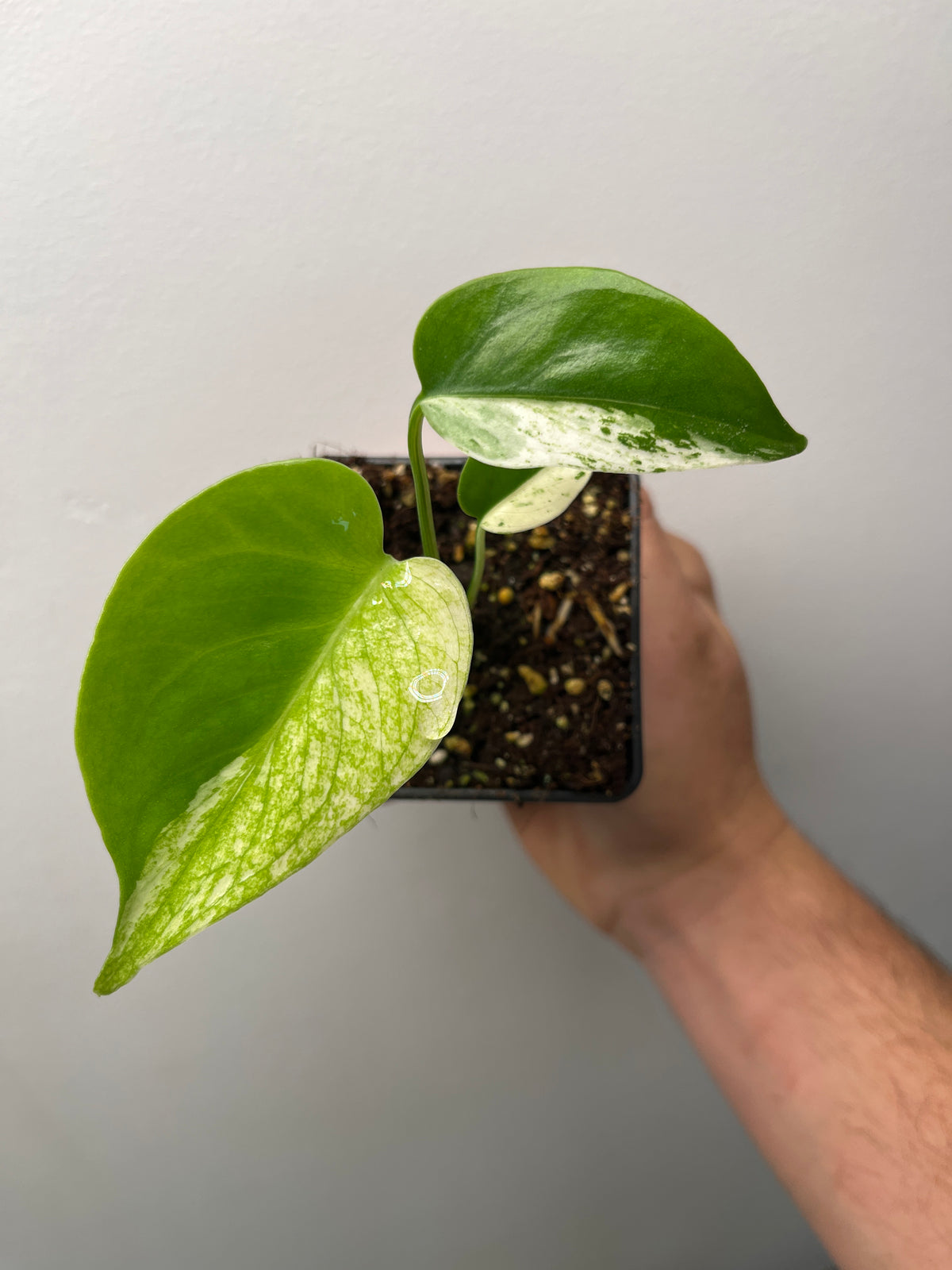 Monstera Deliciosa Star Shadow - Rare Variegated Monstera