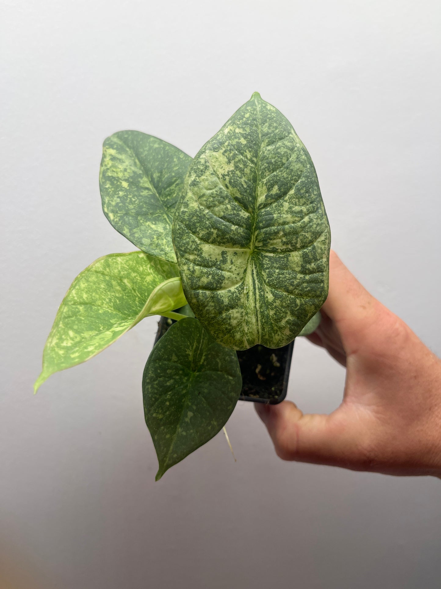 Alocasia Reginae Albo/Mint variegated #4