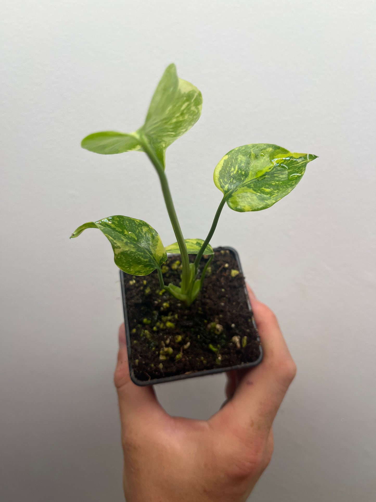 Monstera Deliciosa Electrolyte #2