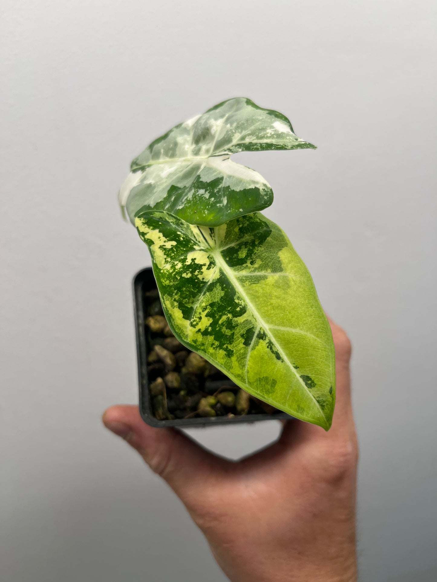 Alocasia Frydek #2