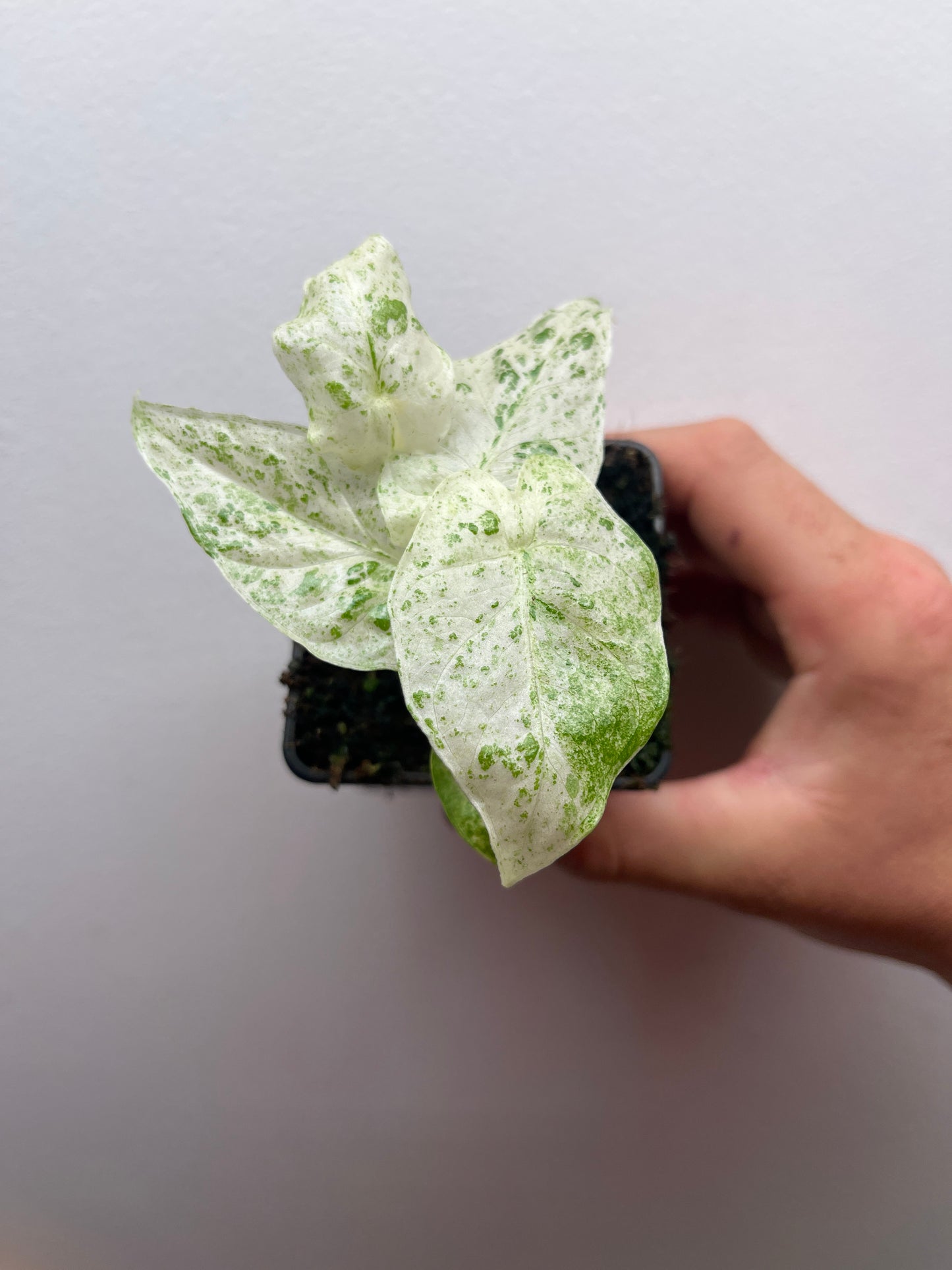 Alocasia Odora batik