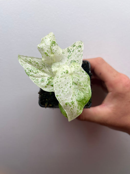 Alocasia Odora batik