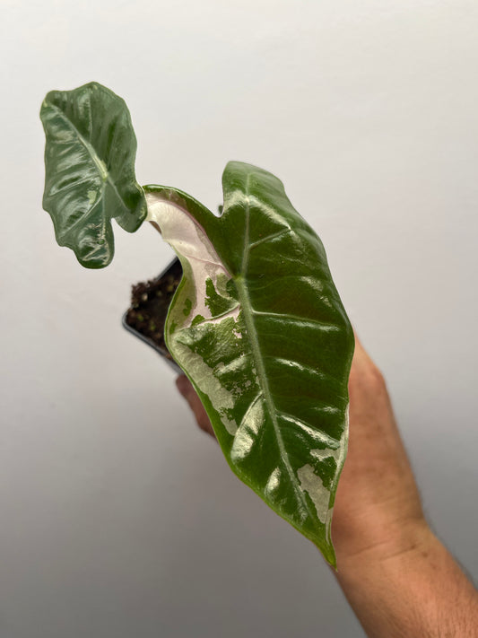 Alocasia pseudo Sanderiana pink variegated #7