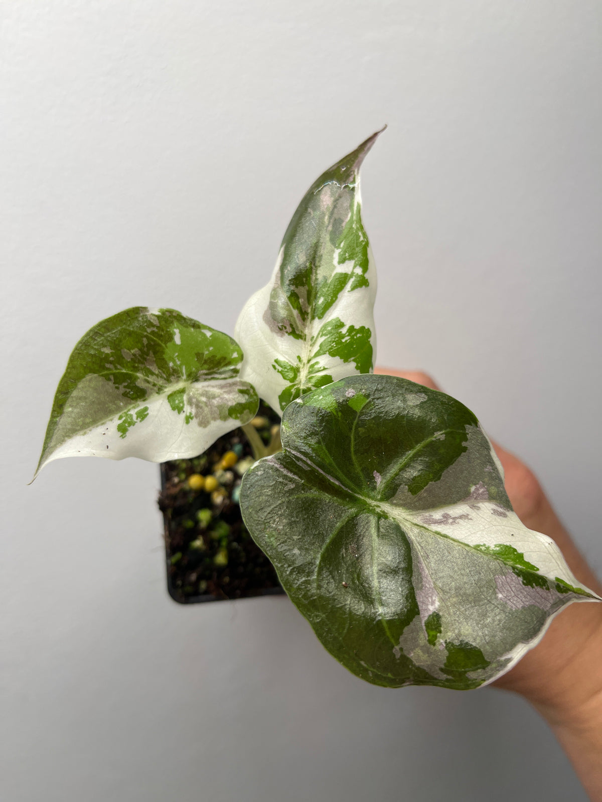 Alocasia Wentii Pink Variegated - Rare Variegated Aroid