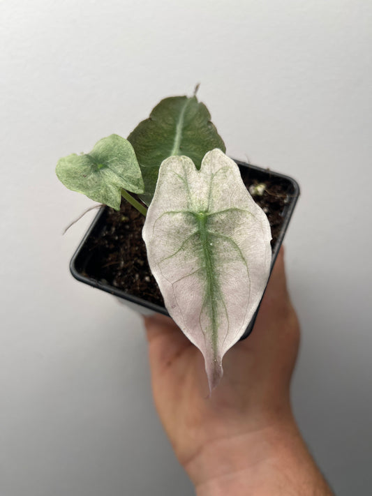 Alocasia Venom Pink/Albo Variegated - Rare Aroid #2