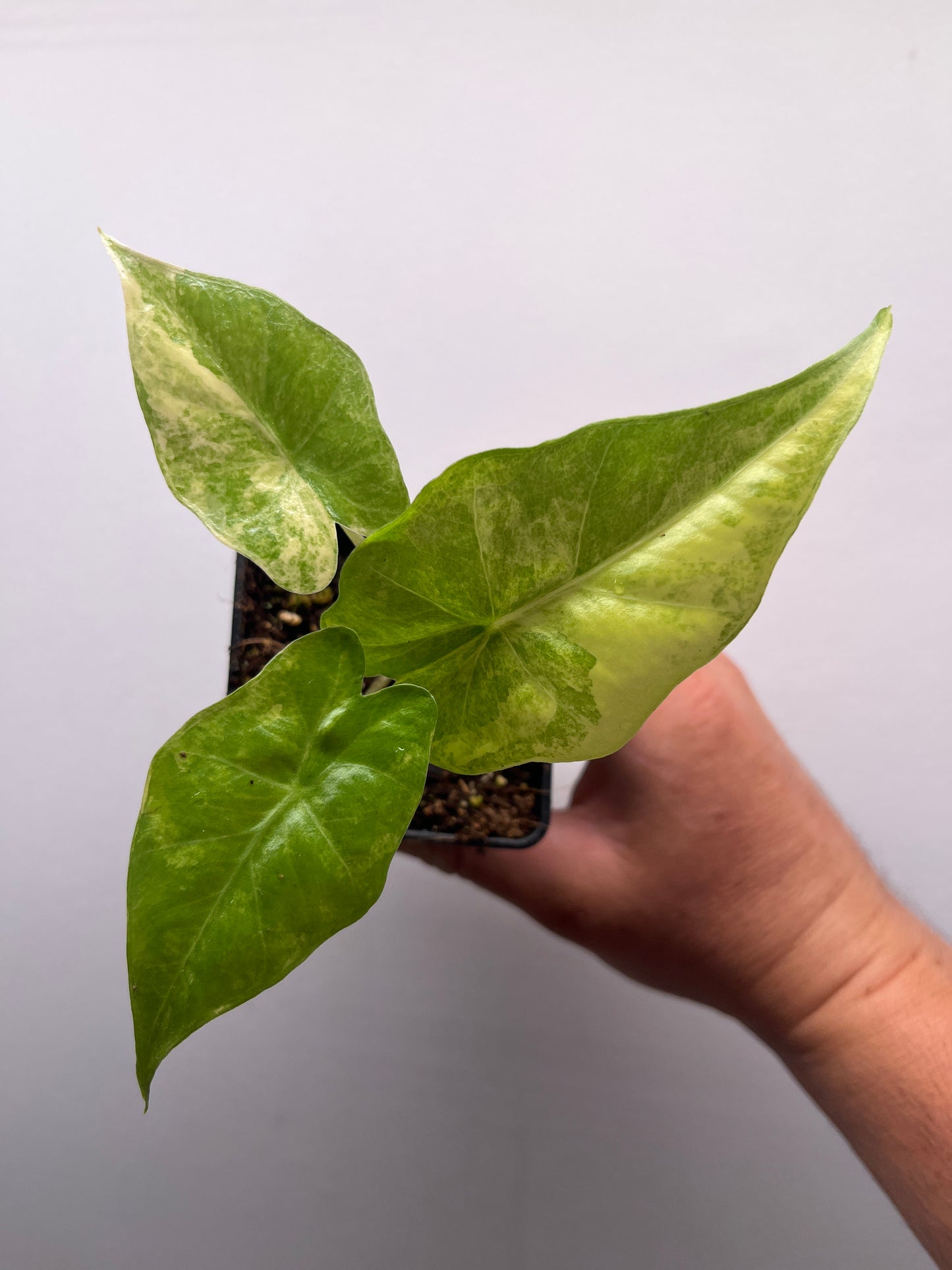 Alocasia Portora Aurea variegated #2