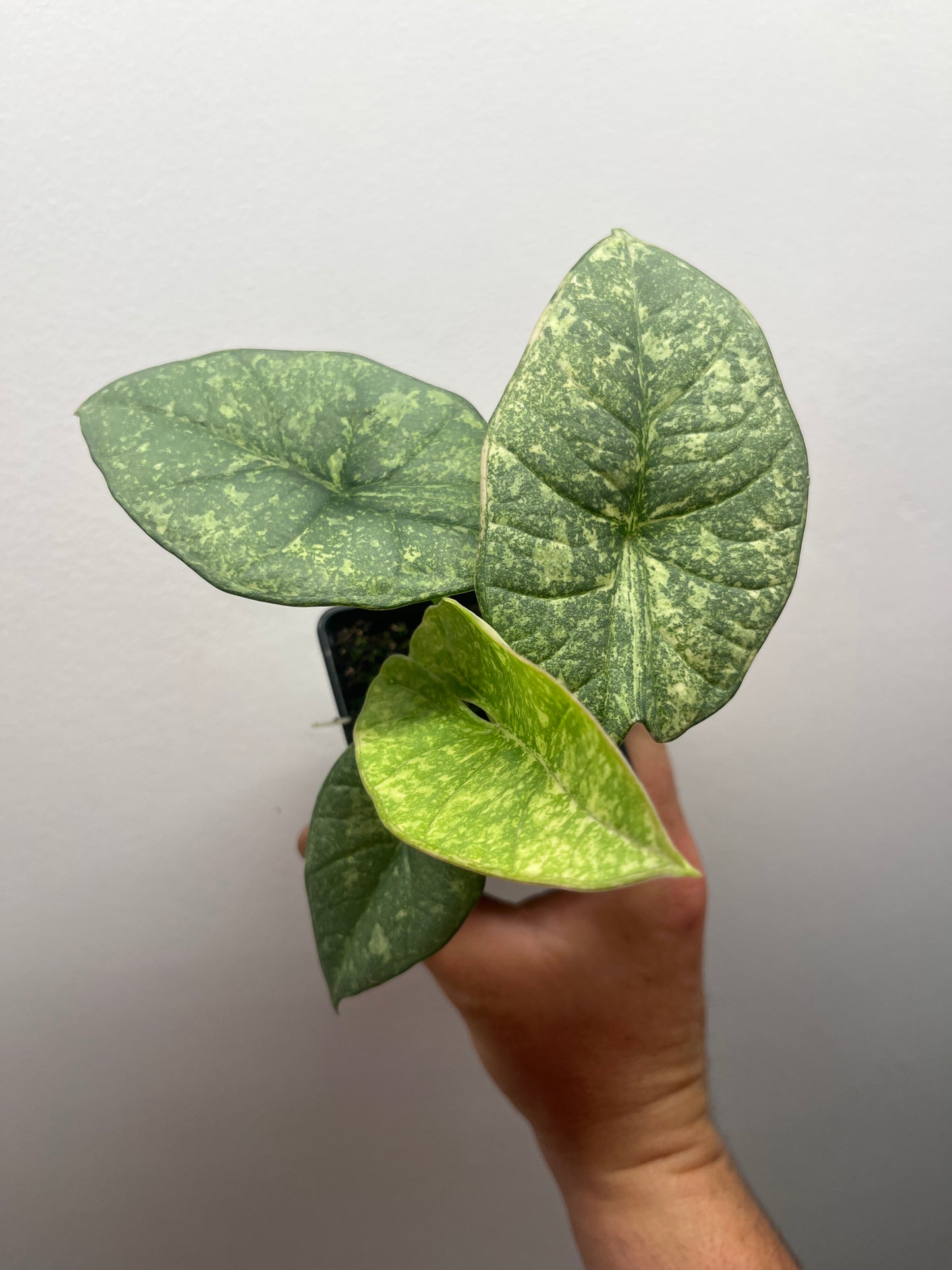 Alocasia Reginae Albo/Mint variegated #3