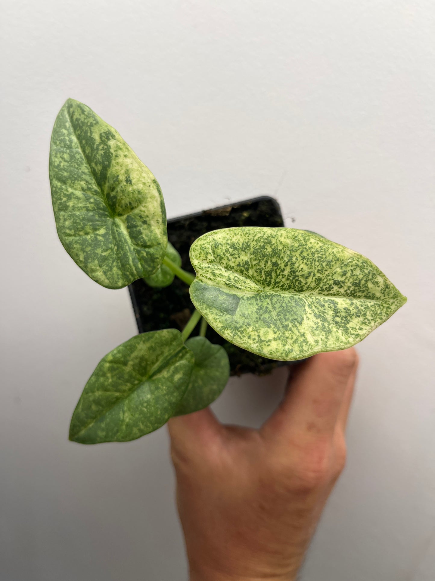 Alocasia Reginae Albo/Mint variegated #1