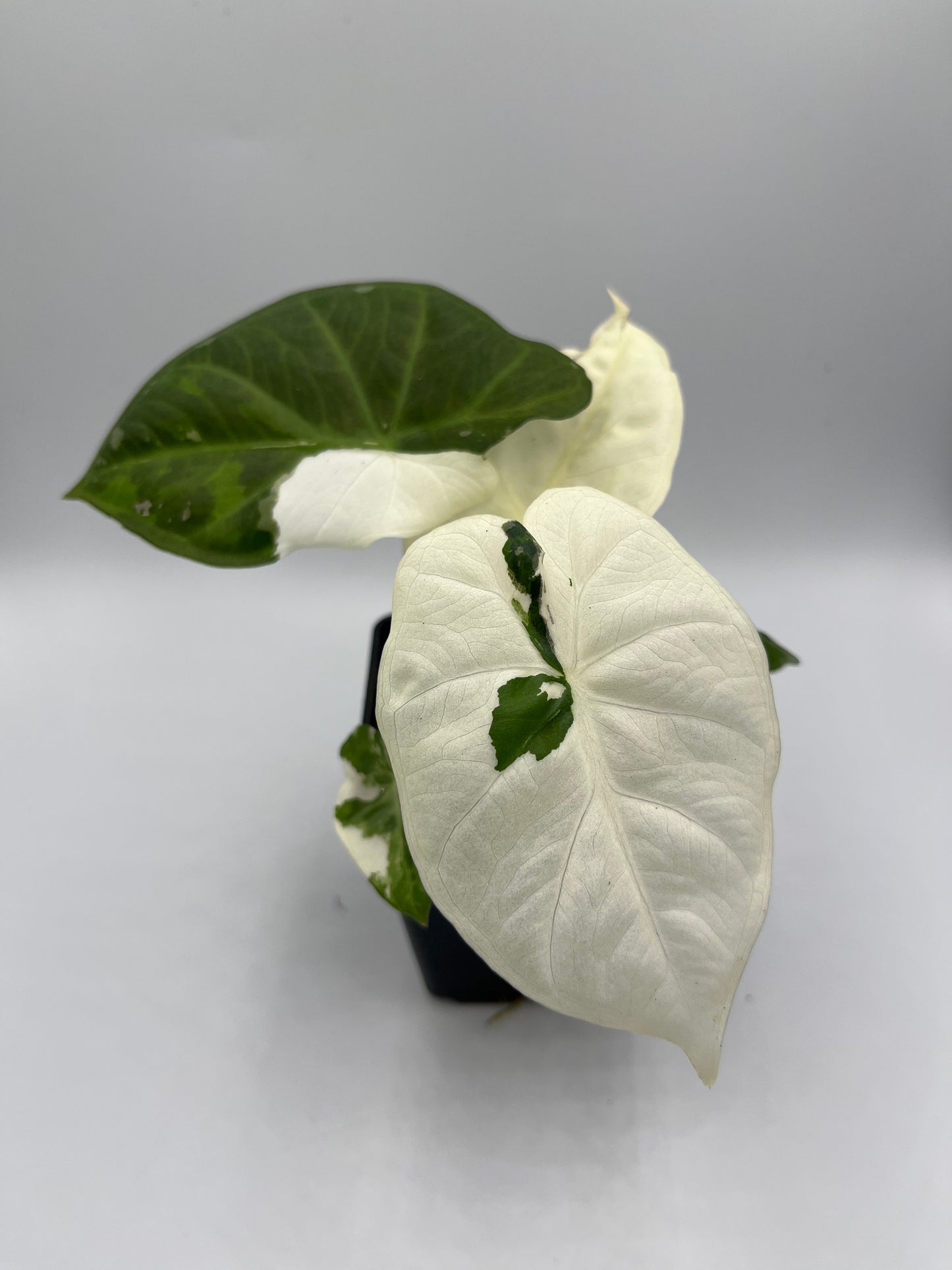 Alocasia Regal shields albo variegated #3