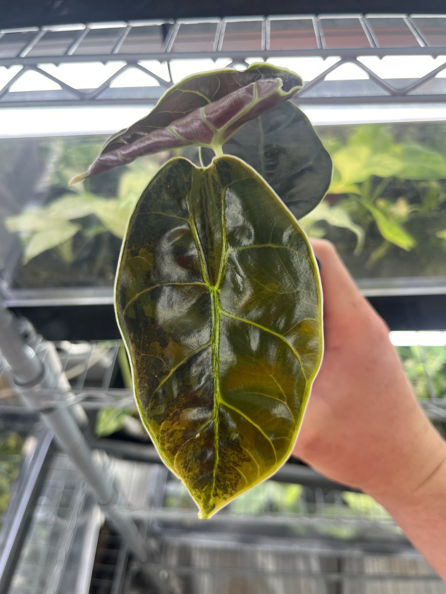 Alocasia Azlanii aurea variegated #1