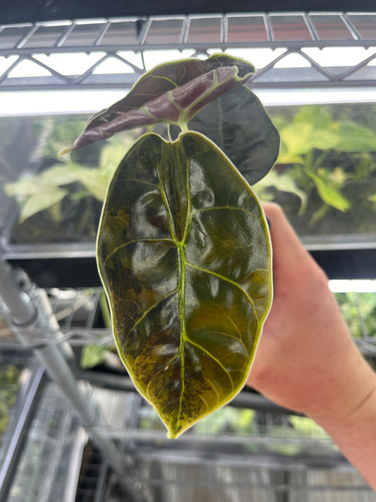 Alocasia Azlanii aurea variegated #1