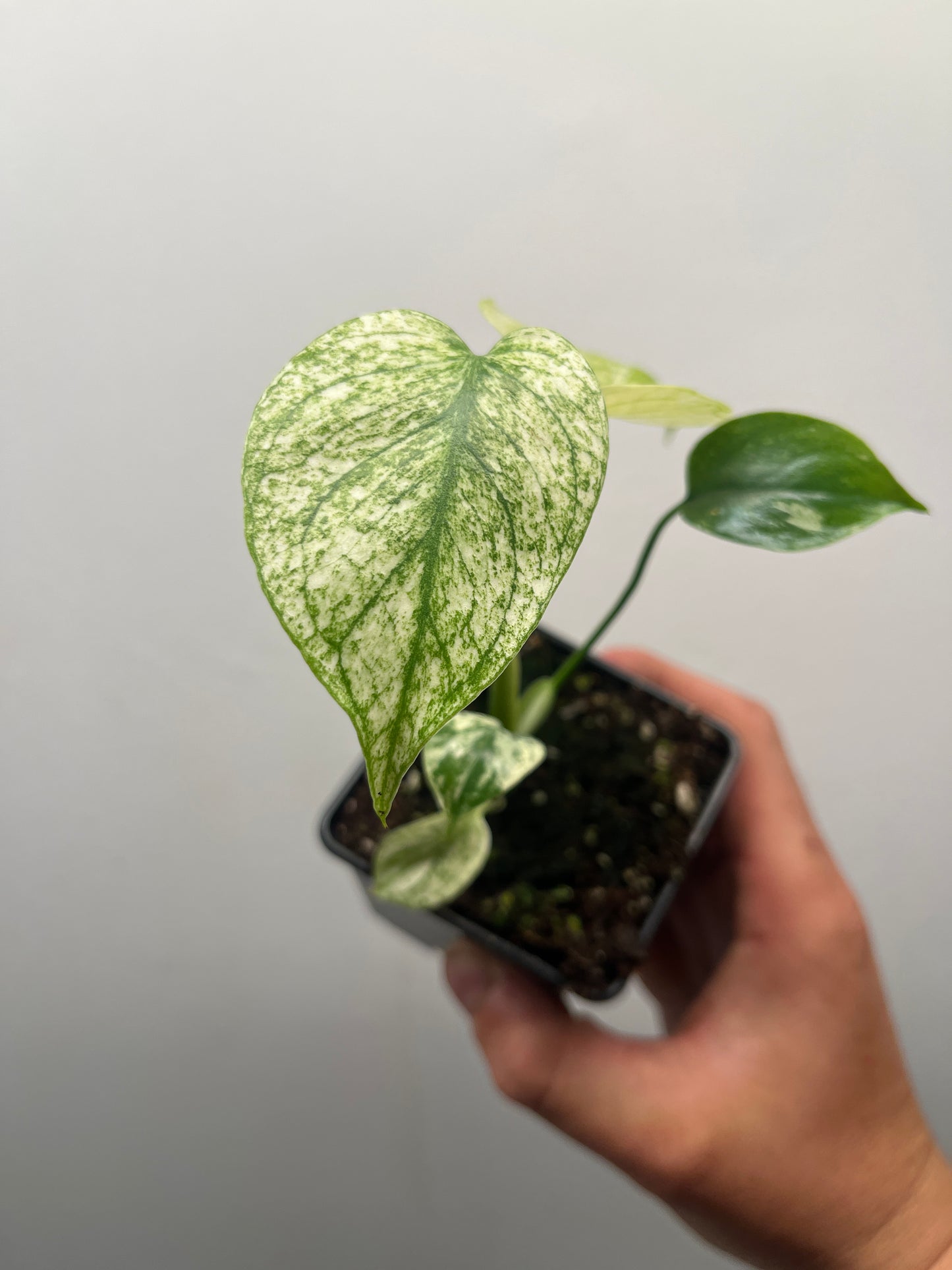 Monstera Deliciosa White Monster