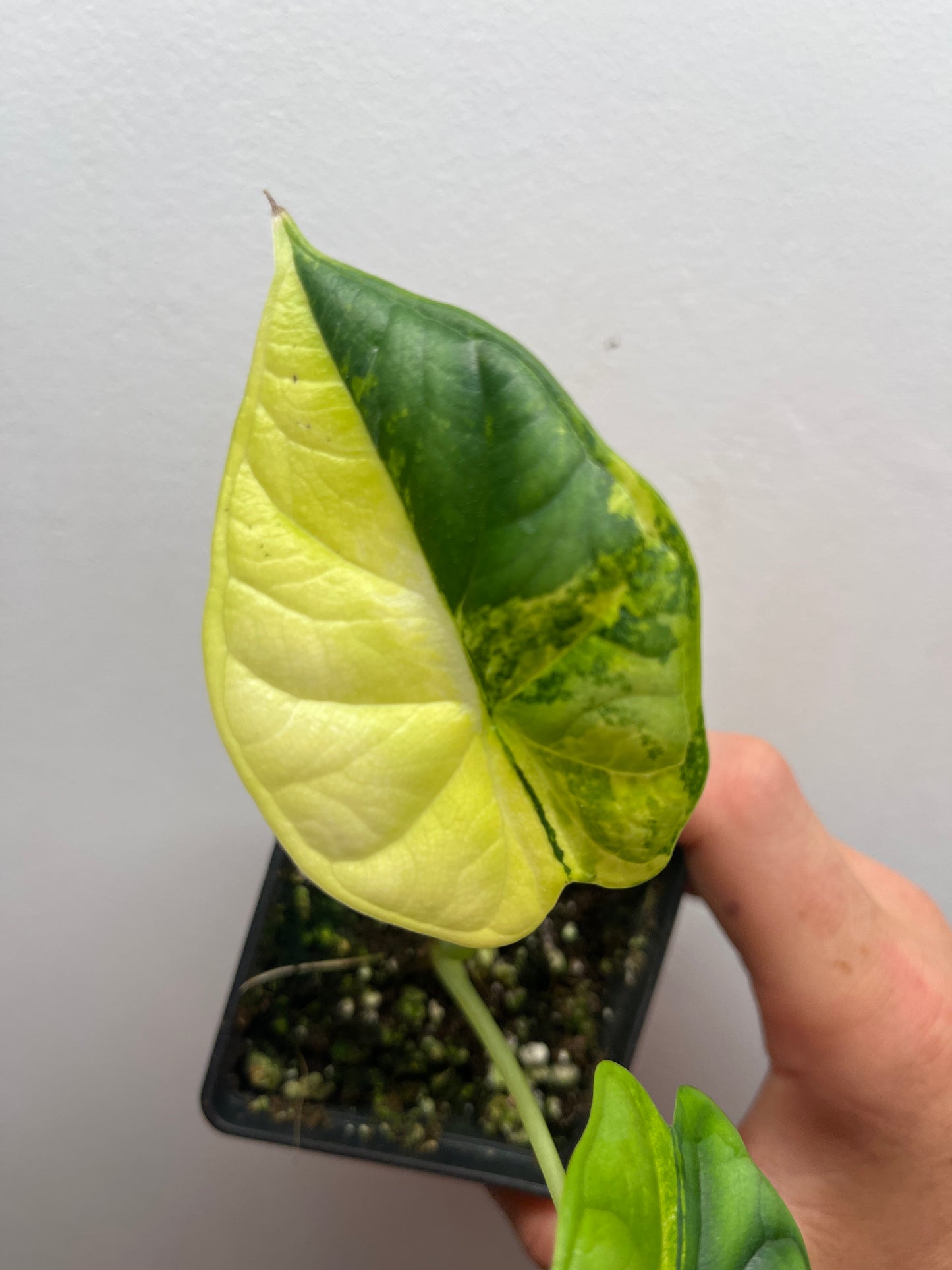 Alocasia Dragon scale aurea variegated #1