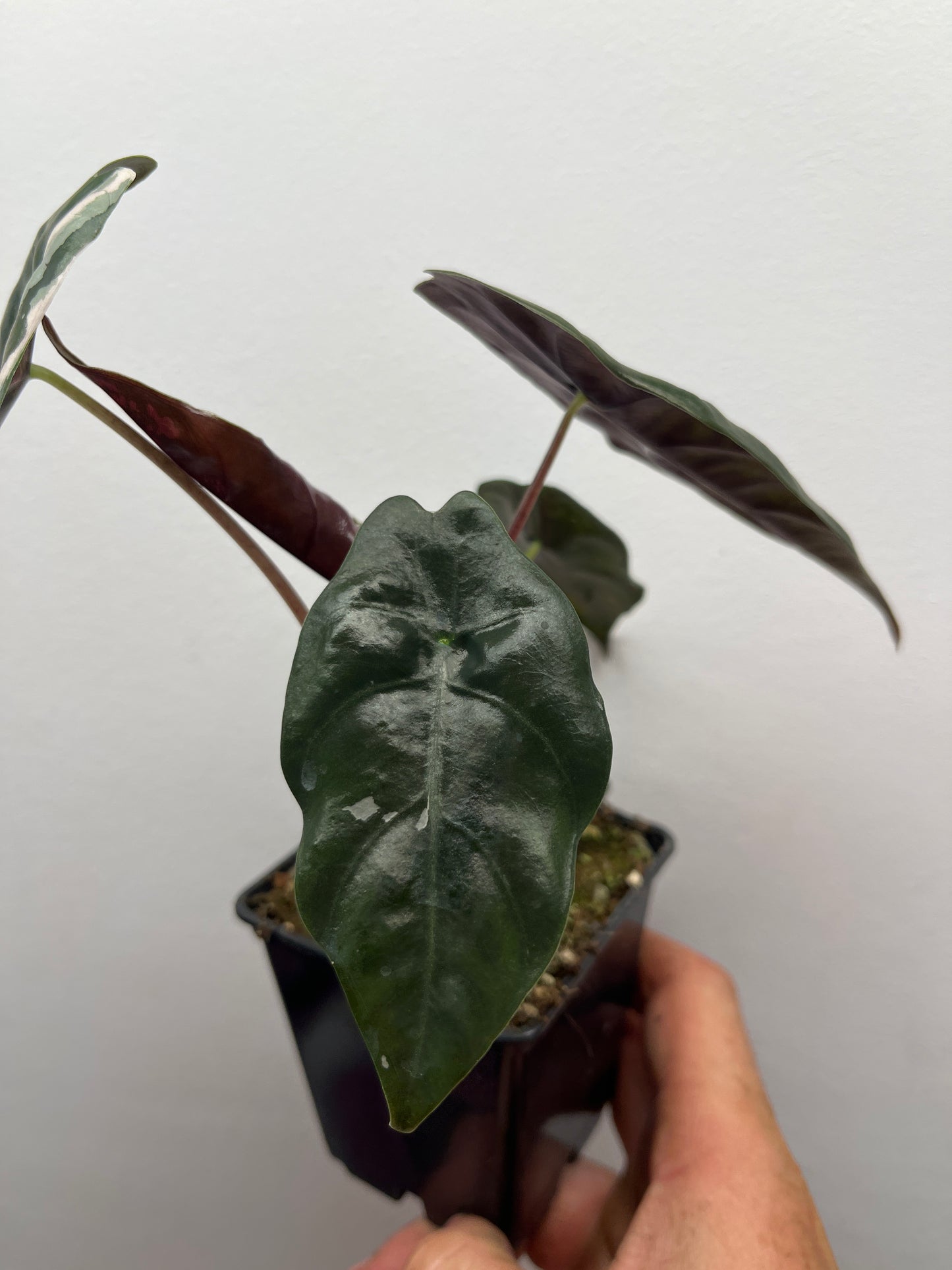 Alocasia Chantrieri pink variegated #4