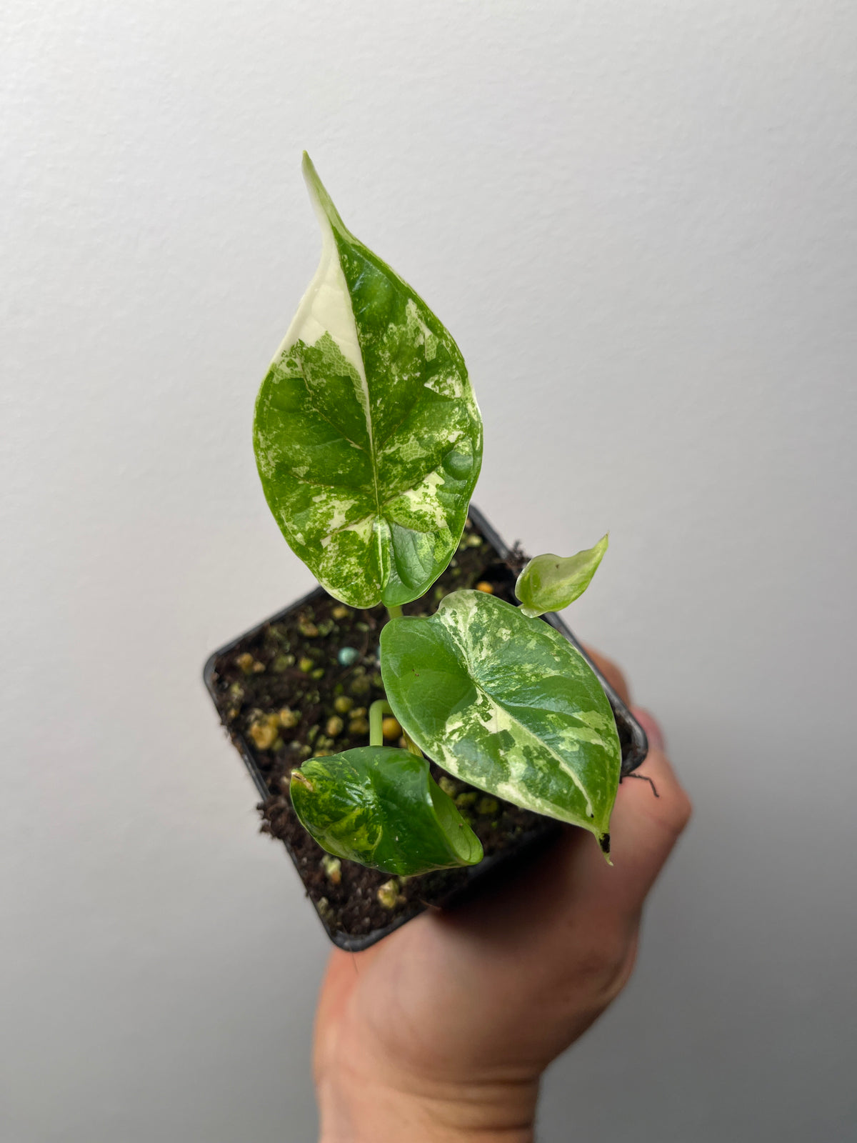 Alocasia Dragon Scale Albo Variegated - Rare Aroid