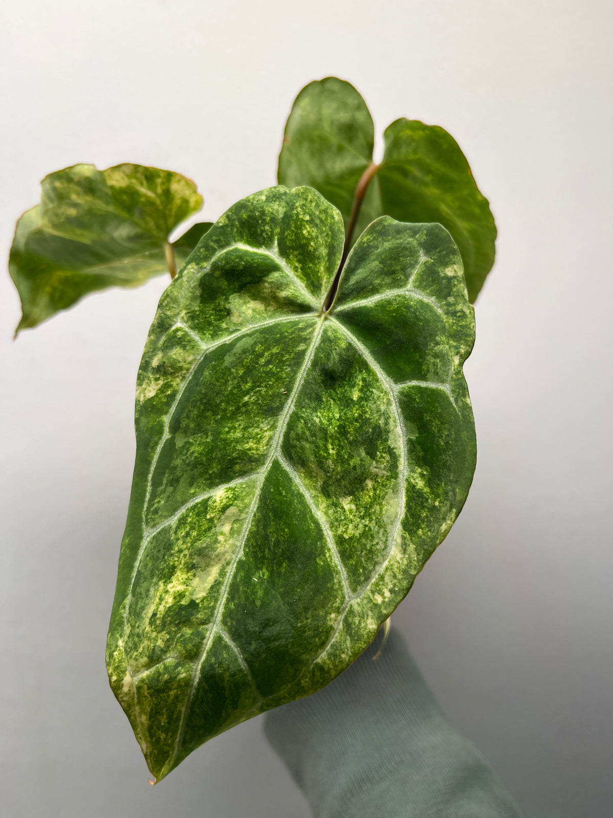 Anthurium Crystallinum Variegated - Rare Variegated Houseplant