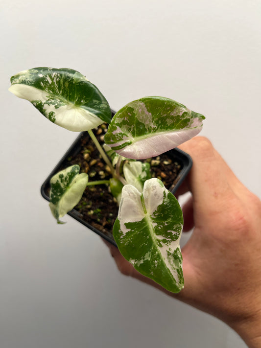 Alocasia Black Satun pink variegated #1 🦄