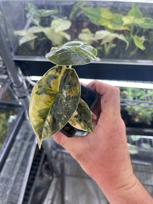 Alocasia Azlanii aurea variegated #6
