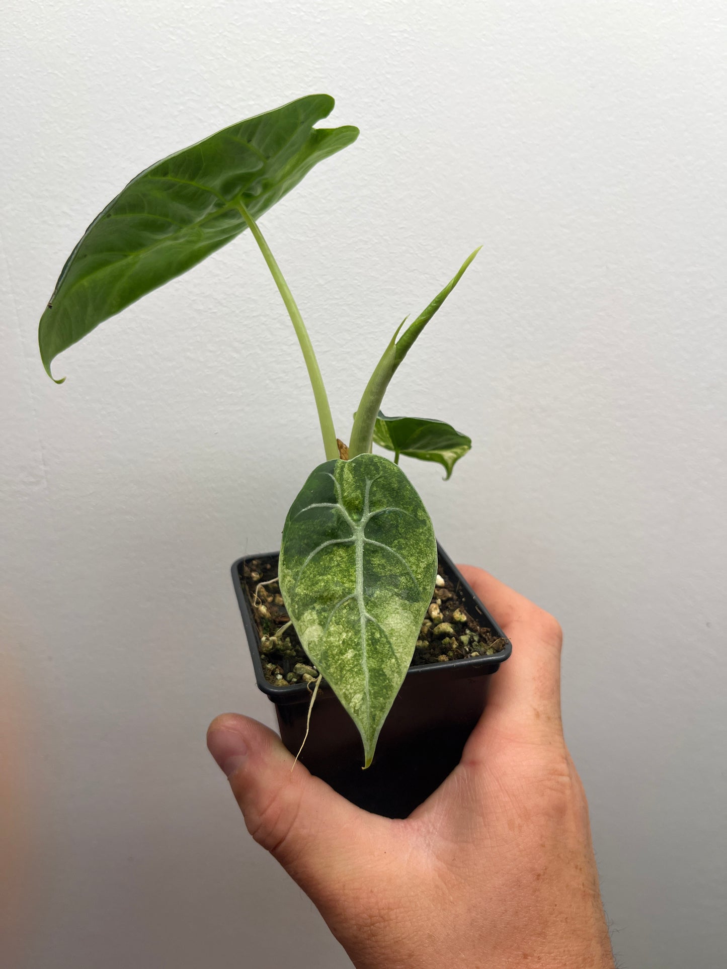 Alocasia Watsoniana albo / pink variegated #4