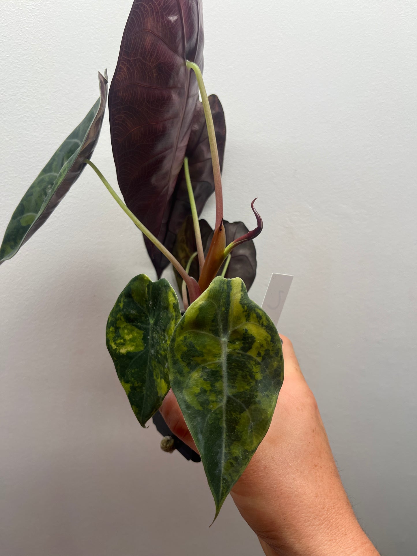 Alocasia Sedenii aurea variegated #2