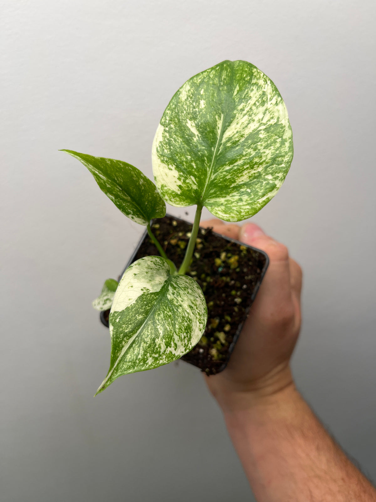 Monstera Deliciosa Star Shadow - Rare Variegated Monstera