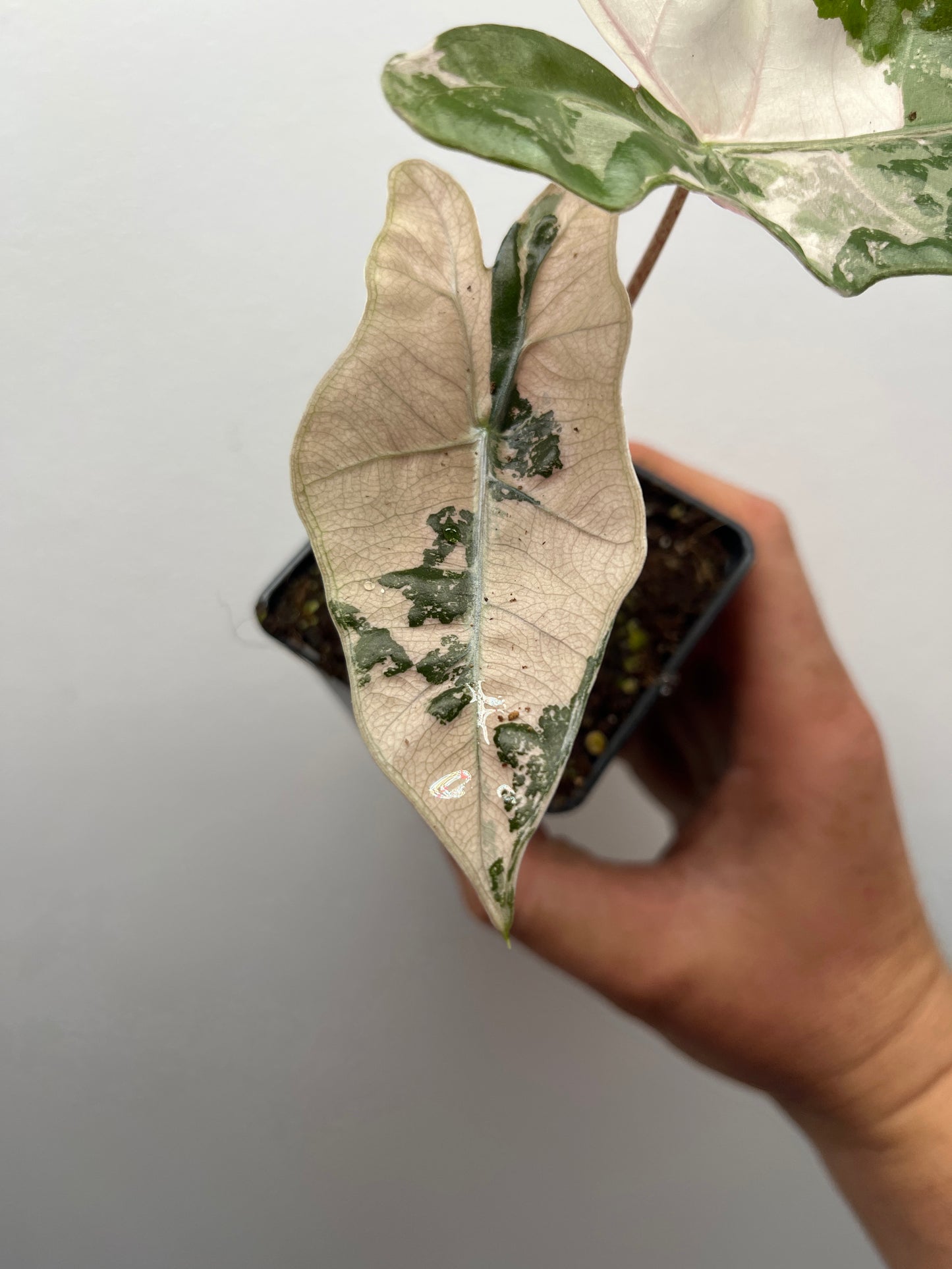 Alocasia pseudo Sanderiana pink variegated #1