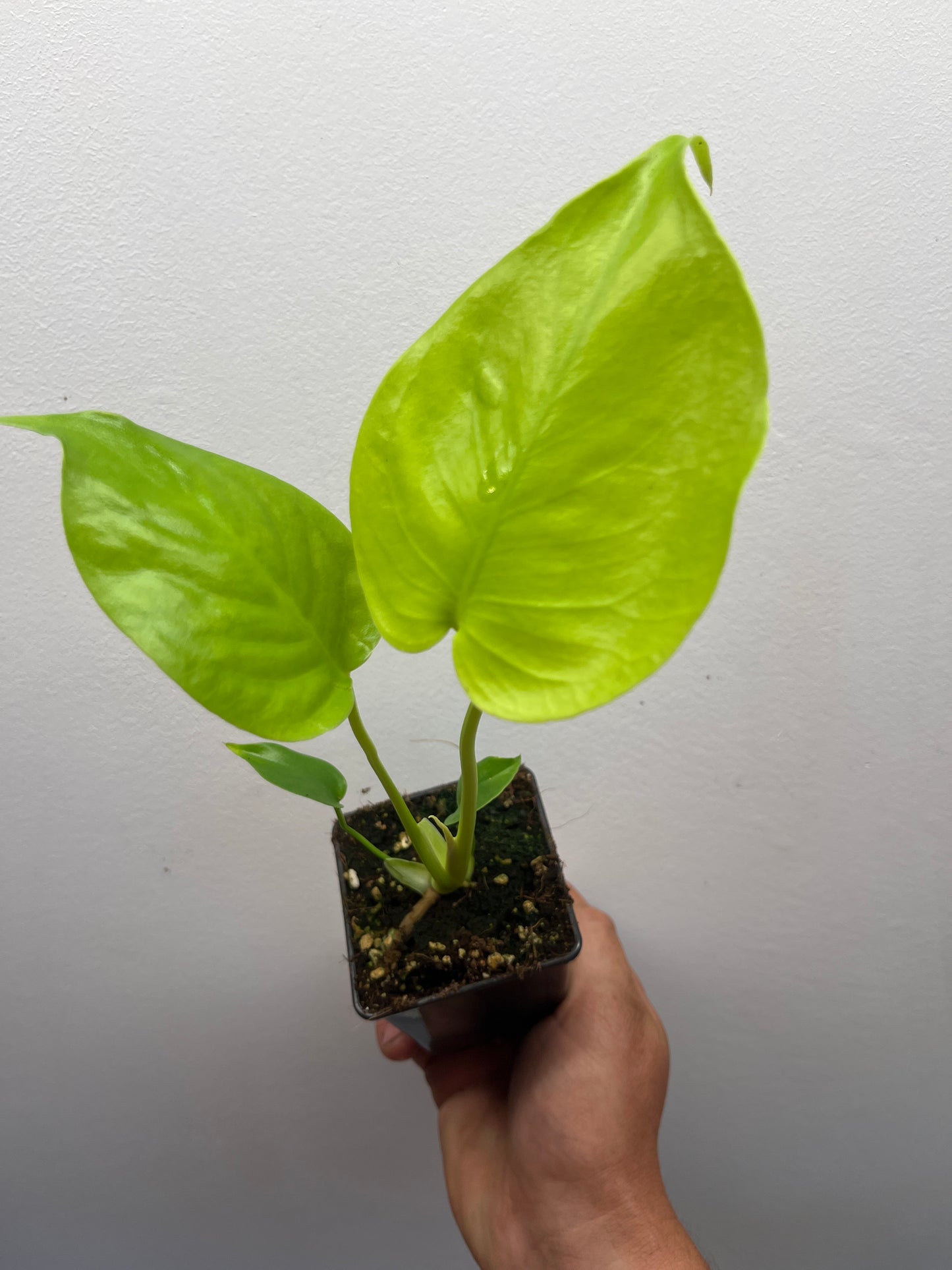 Monstera Deliciosa Lemon Lime Full Cheese Variegated #3