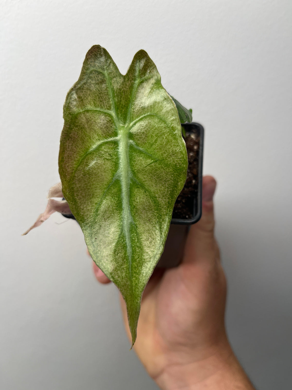 Alocasia Venom Pink/Albo Variegated - Rare Aroid