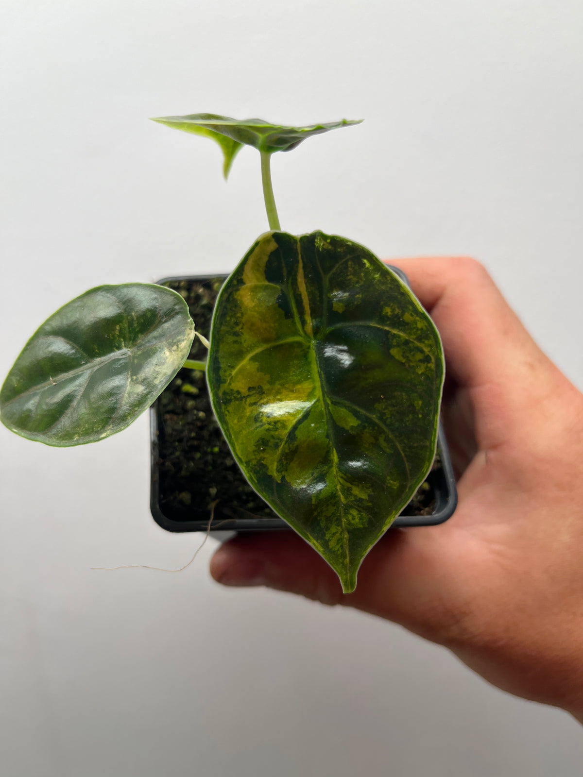 Alocasia Azlanii Aurea Variegated - Rare Aroid #1