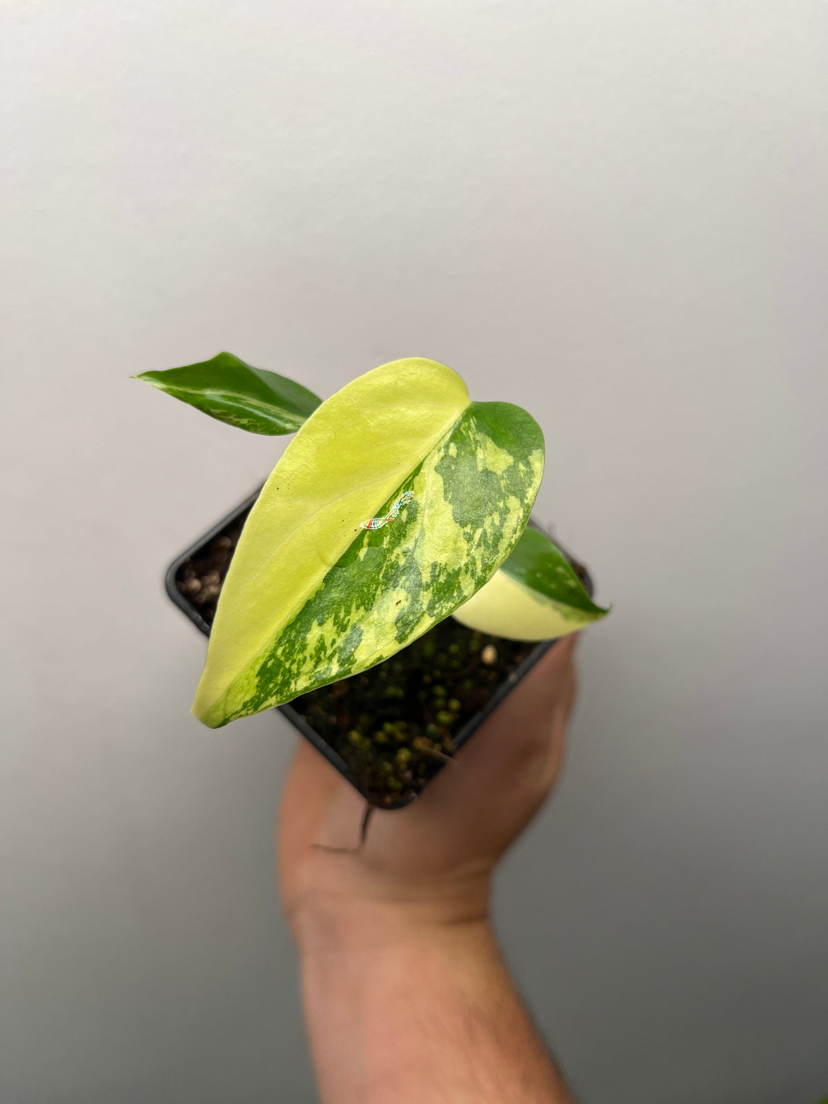 Monstera Deliciosa Lemon Pom Pom - Rare Variegated Monstera