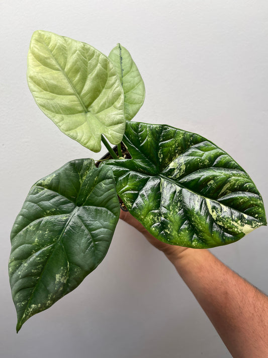 Alocasia Sinuata albo mint variegated #3