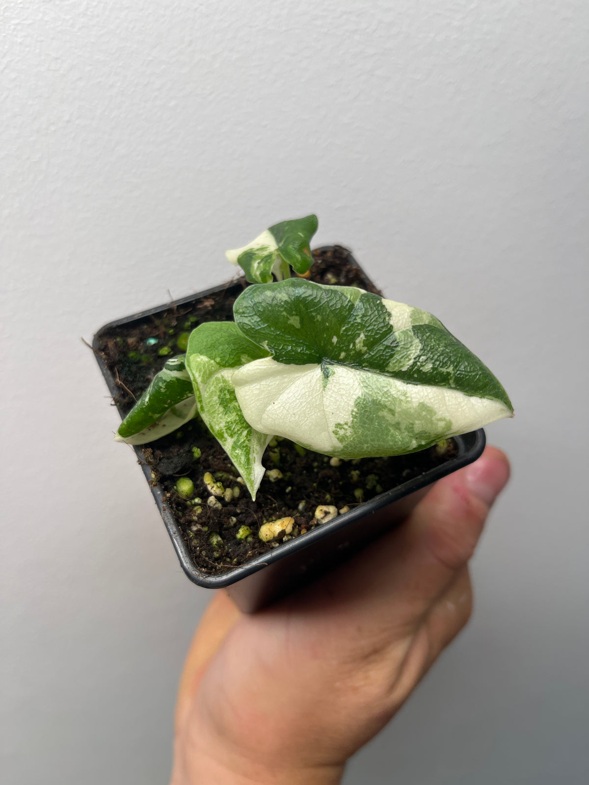 Alocasia Melo Albo Variegated - Rare Variegated Aroid