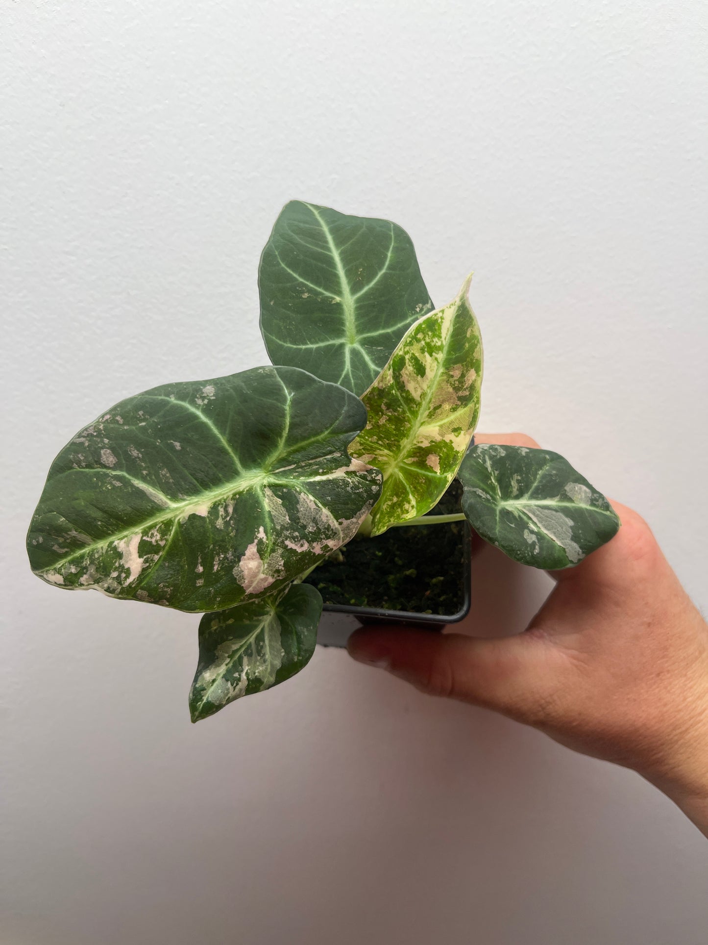 Alocasia Black velvet pink variegated