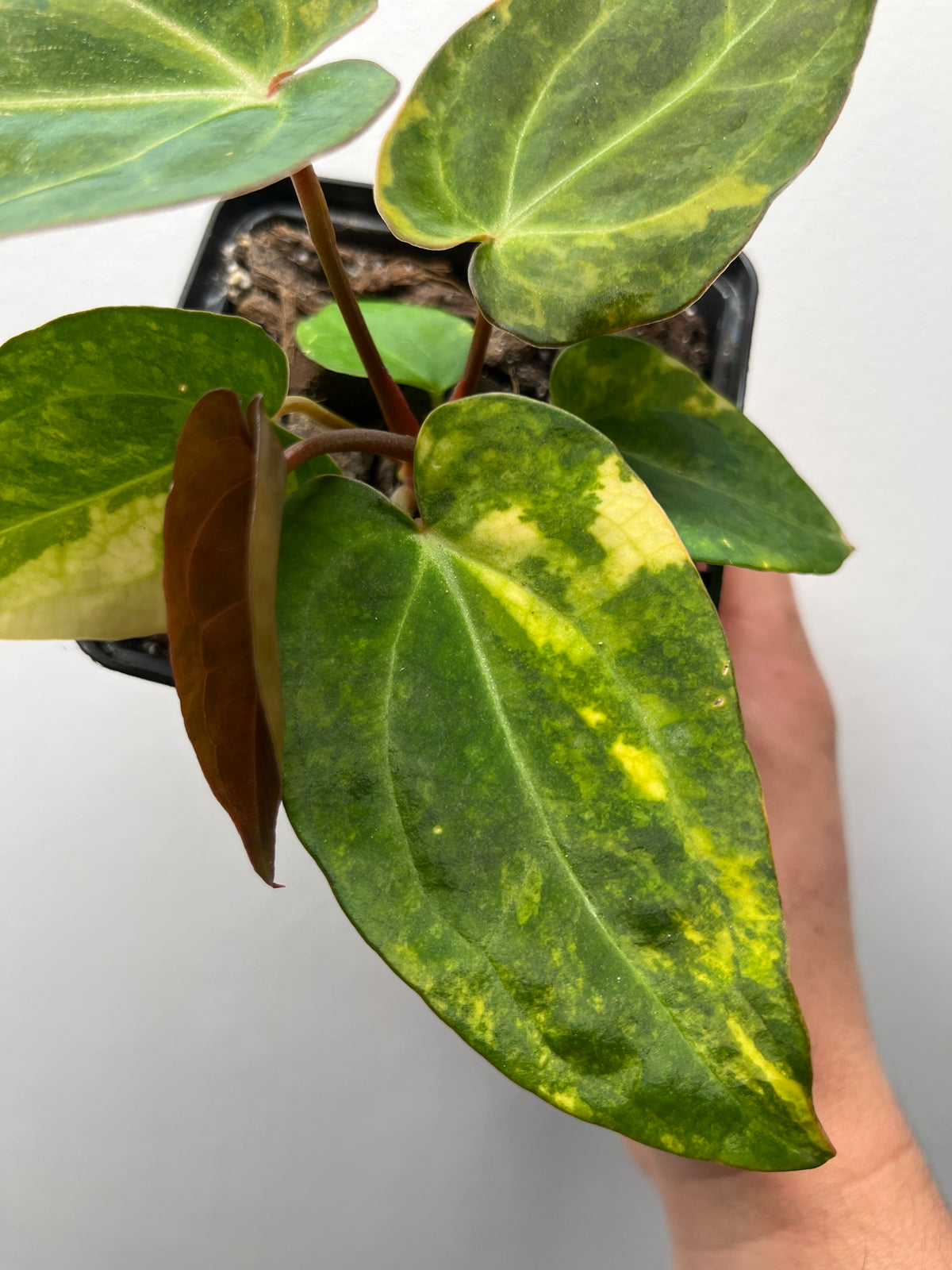 Anthurium Fwooper x Carlablackiae Variegated - Rare Hybrid Plant #1