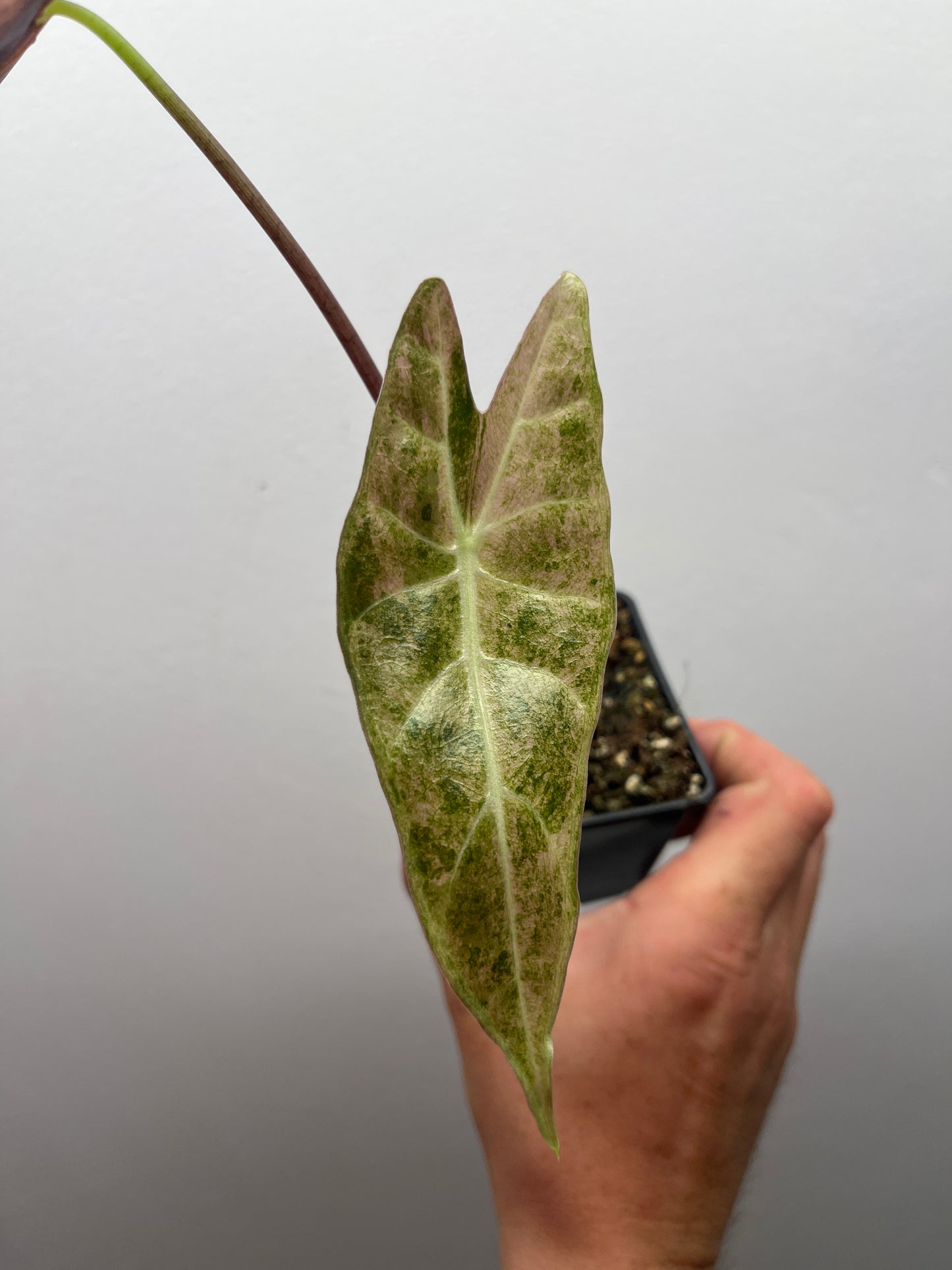 Alocasia Black Satun stardust variegated #2