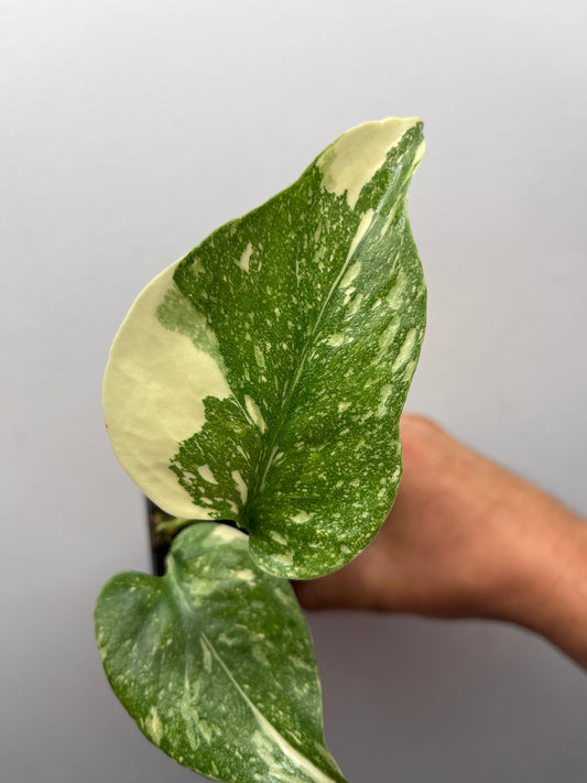 Monstera Deliciosa Starlight