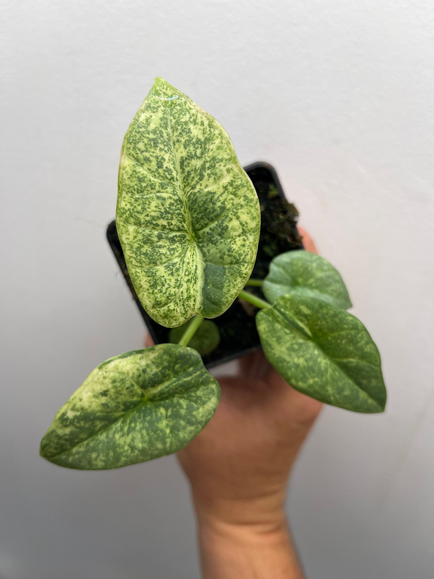Alocasia Reginae Albo/Mint variegated #1