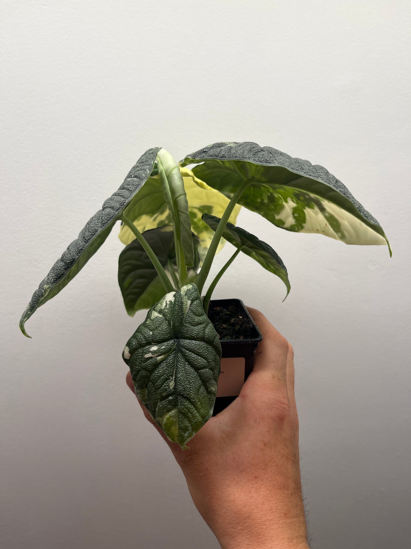 Alocasia Melo albo variegated mature plant #1