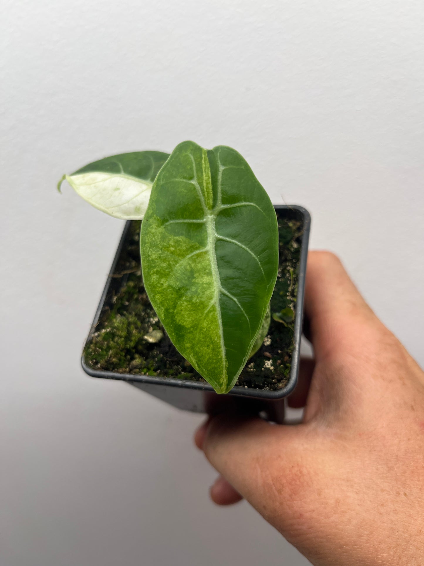 Alocasia Watsoniana albo / pink variegated #2