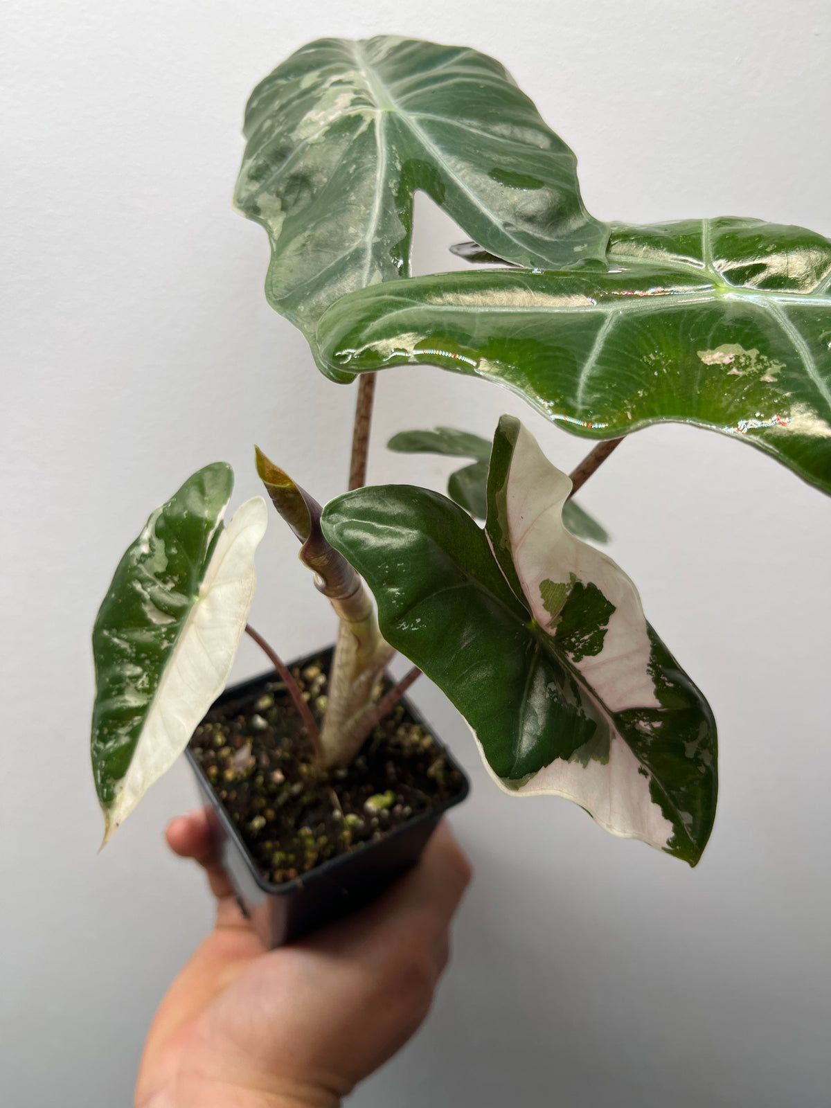 Alocasia Pseudo Sanderiana Pink Variegated - Rare Aroid #3