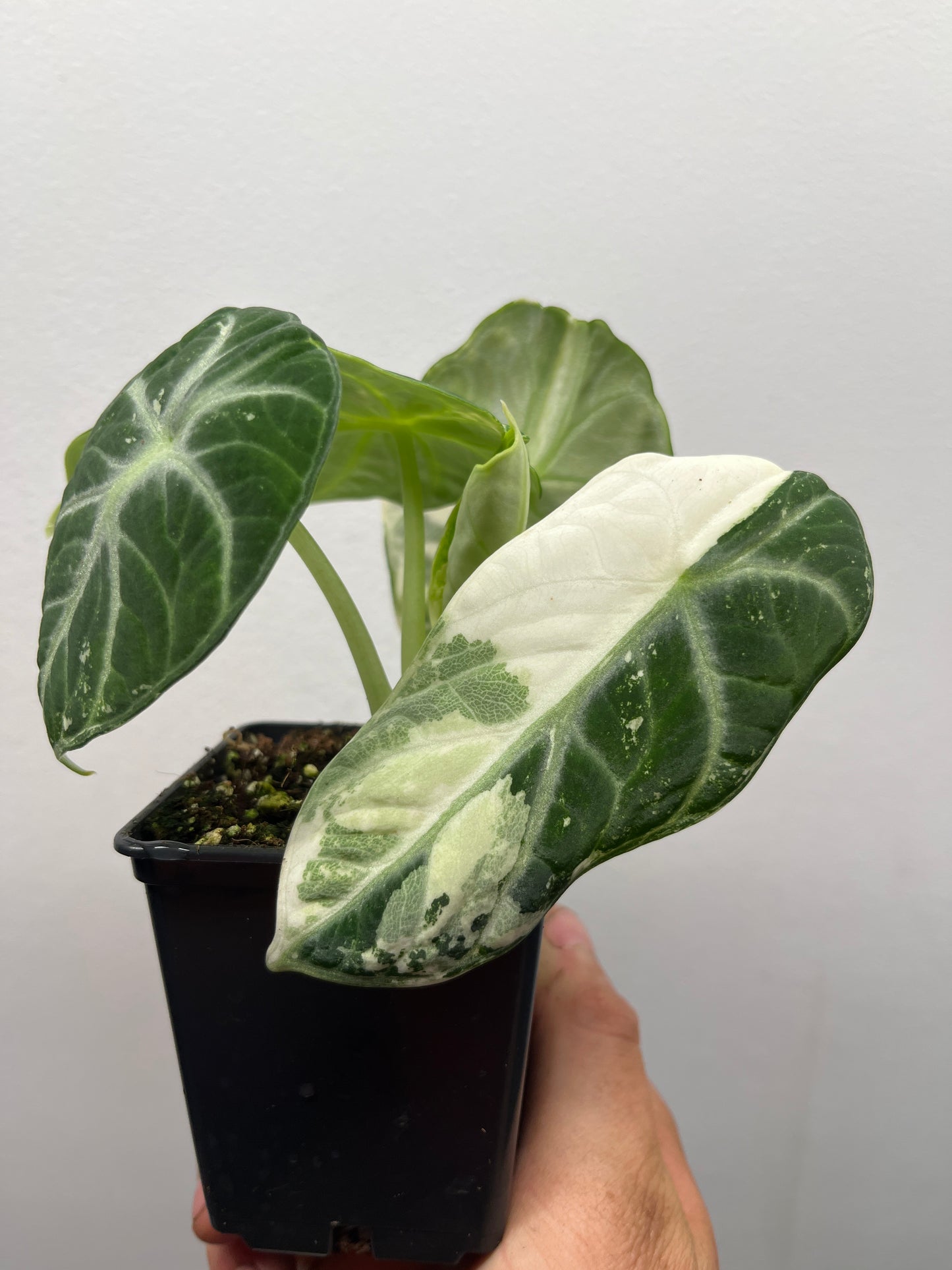 Alocasia Ninja Albo variegated #1