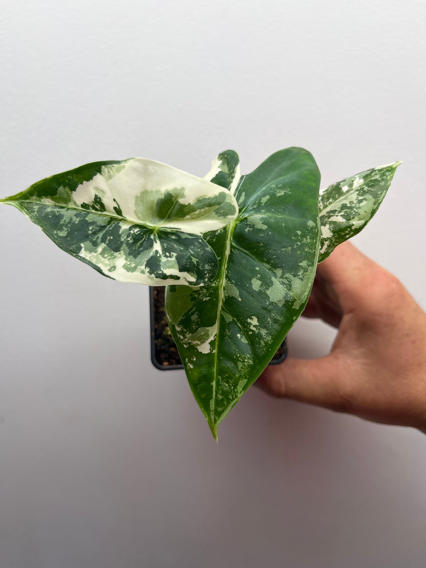 Alocasia Frydek