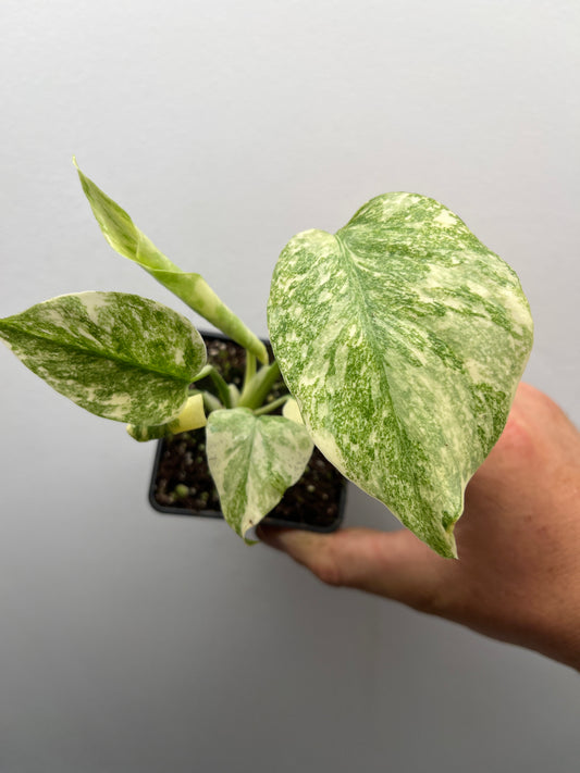 Monstera Deliciosa Green snow #2