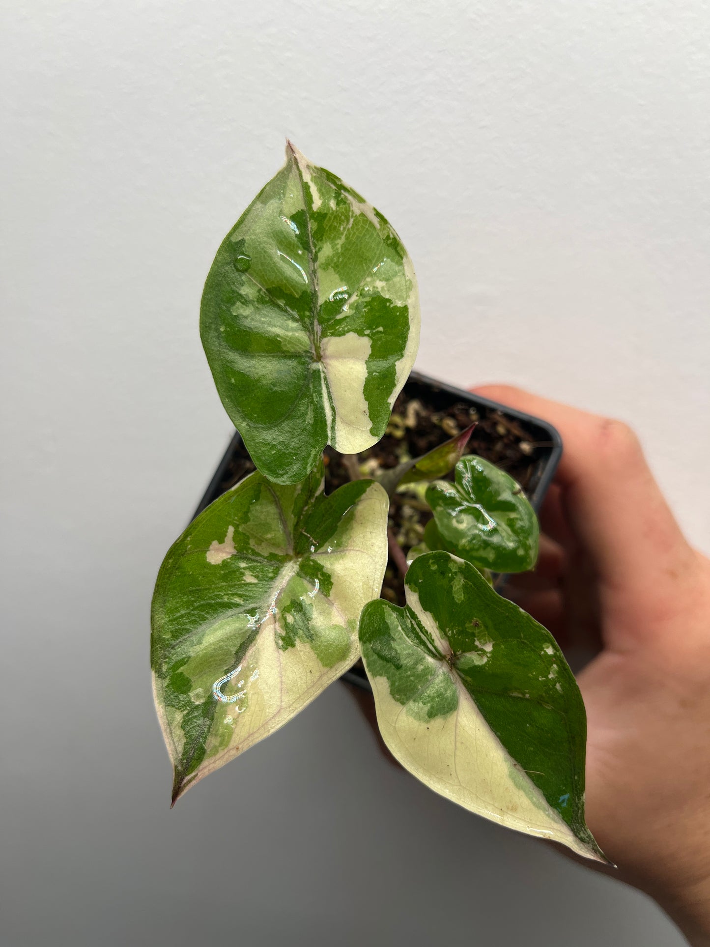 Alocasia Yucatan Princess Albo / Pink #2
