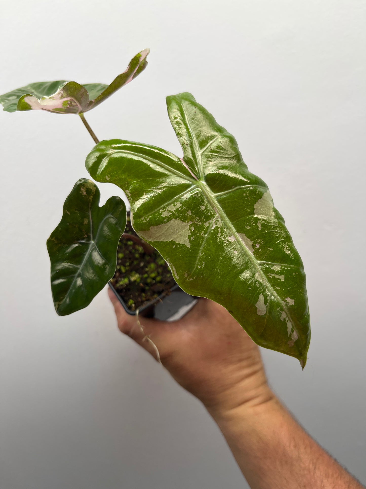 Alocasia pseudo Sanderiana pink variegated #6