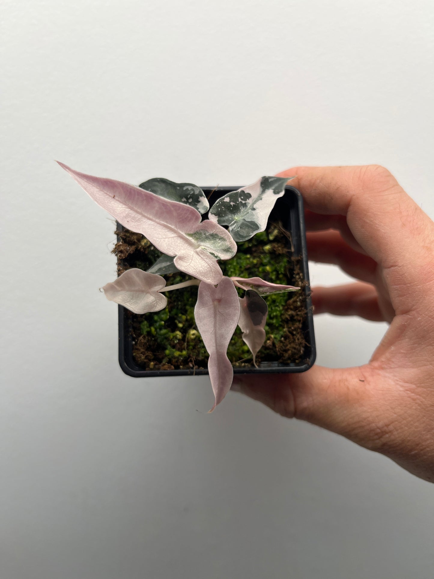 Alocasia Bambino pink variegated