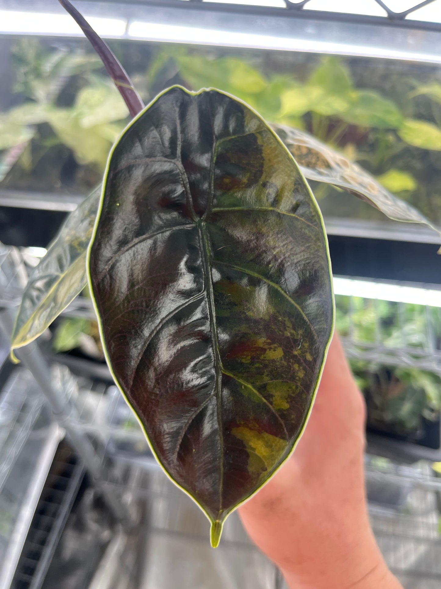 Alocasia Azlanii aurea variegated #2