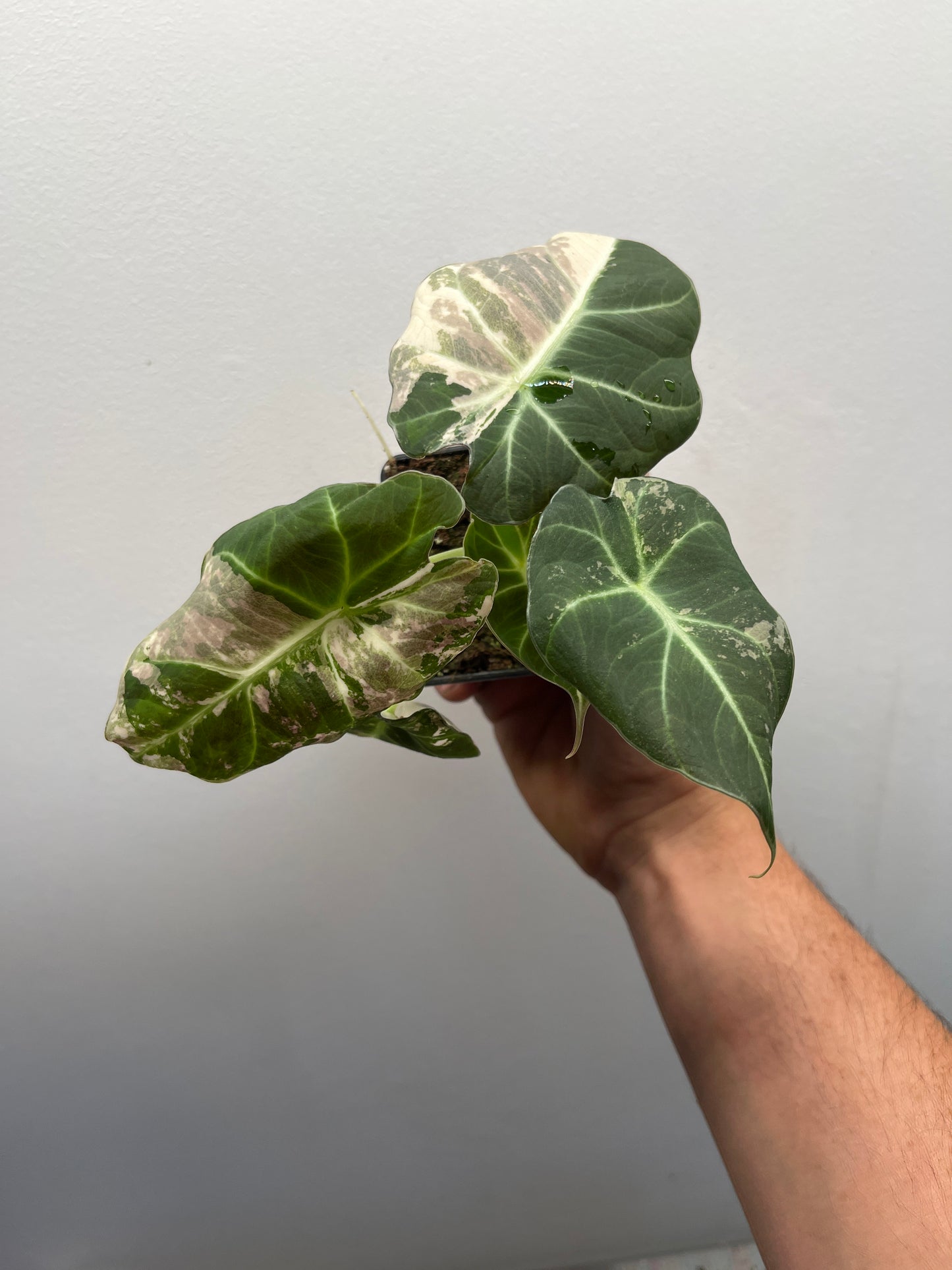 Alocasia Black velvet pink variegated