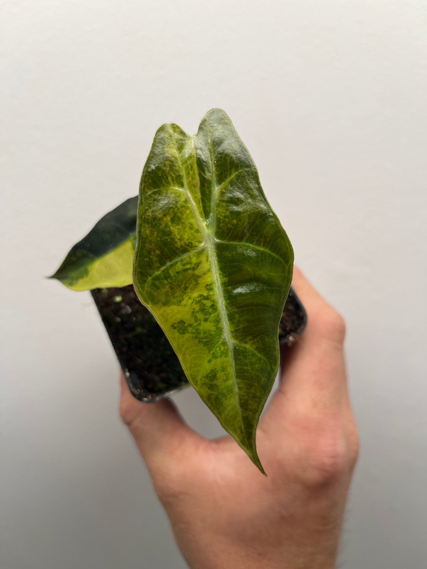 Alocasia Amazonica aurea variegated #2